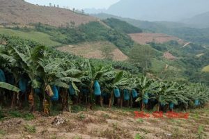 Hà Giang: Phát triển cây ăn quả giá trị kinh tế cao ở Na Khê