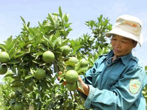 Những tiến bộ kỹ thuật ứng dụng trong sản xuất cây ăn quả có múi