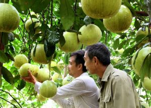 Phú Thọ: Phát triển cây bưởi trở thành cây trồng chủ lực