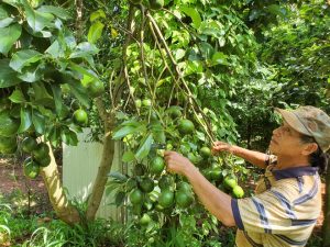 Những vườn cây trái hữu cơ thu bạc tỷ ở Tây Nguyên