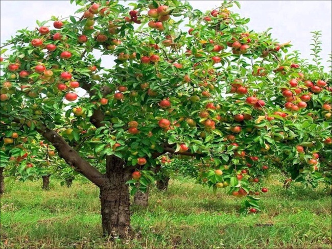 Vườn sân thượng hàng trăm cây ăn quả  VnExpress Đời sống