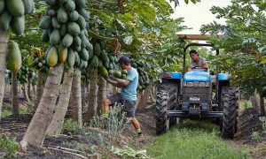 Nông Dân Australia *Đỏ Mắt *Tìm Người Hái Đu Đủ ,Dâu Tây