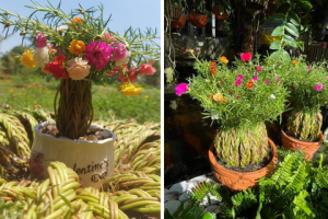 9X khởi nghiệp với hoa mười giờ bonsai, thu hàng chục triệu đồng mỗi tháng 