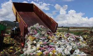 Hàng vạn cành hoa Hoa Đà Lạt bị tiêu hủy vì vướng quy định mới