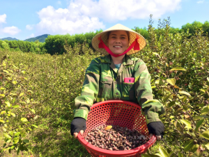 Quảng Bình: Trồng cây dại, hái trái ngon, nông dân “đút túi” 1 triệu đồng/ngày