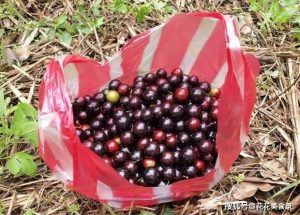 Quả được mệnh danh “trân châu đen”, ở Việt Nam bán cây giống giá cực cao