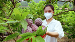 2 loại na độc lạ ở Bắc Giang: 1 loại tím lịm tìm sim, 1 loại cực khủng mỗi quả nặng gần 1kg