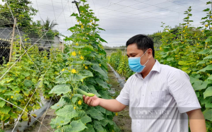 Covid-19 Bình Phước: Chuyển nhà kính trồng dưa lưới sang trồng dưa leo, rau củ để hỗ trợ người khó khăn