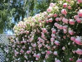Đừng bỏ lỡ 3 loại “hoa leo tường” chịu hạn cực tốt, nở trên diện rộng, sống được lâu năm