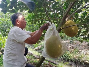 Hậu Giang: Một ông nông dân trồng mít lạ, trái to bự, lãi hơn nửa tỷ mỗi năm, nhiều người muốn đến xem