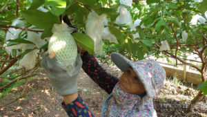 Ninh Bình: Trồng thứ ổi ngọt ngon, ai ăn cũng mê, dân ở đây vẫn sống khỏe giữa mùa Covid 19