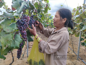 Gia Lai: Bà nông dân U60 bỏ hàng trăm triệu “liều” trồng thứ nho lạ, nhiều người kéo đến xem