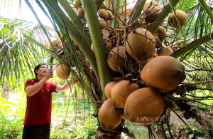 Tiền Giang: Trồng thứ dừa tuy trái “nhỏ nhưng có võ”, mỗi năm ông nông dân đút túi tiền tỷ