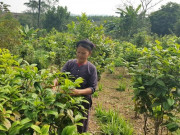 Thử trồng “báu vật” ở Việt Nam rồi sấy, nhiều người kiếm hàng chục triệu đồng