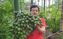 Thanh Hóa: Cau tươi bán giá cao ngất, dân trồng cau mừng như trúng số, “liếc mắt” lên cây là có tiền triệu