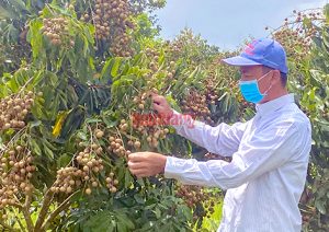 Loại cây đặc sản ra trái từng chùm bất ngờ tăng thêm 10.000 đồng/kg, cứ 1 công nông dân Hậu Giang lời 30 triệu