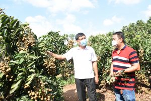 Trồng nhãn trái mùa, 10 cây sai quả cả 10, đã thế nông dân Bà Rịa-Vũng Tàu còn bán giá cao, 60.000-65.000 đồng/kg