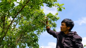 Cứ ngỡ vườn mận tam hoa này ở miền Bắc, hóa ra ở Lâm Đồng, cây thấp tè đã ra đầy trái, bán 70-100.000 đồng/kg