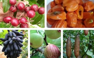 Những giống cây ăn quả siêu năng suất giúp nông dân “hái ra tiền“