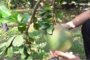 Loài côn trùng phá hoại vườn bưởi da xanh ở Bà Rịa-Vũng Tàu là con gì khiến trái mất giá, bán rẻ như cho?