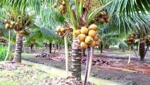 Trồng dừa đặc sản, cây thấp tè đã ra trái quá trời, nông dân nơi này của Vĩnh Long không lo đi bán