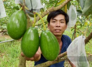 Anh thợ sửa xe Tiền Giang trồng bơ cây siêu lùn cho trái mập ú, thương lái bao tiêu không sót trái nào