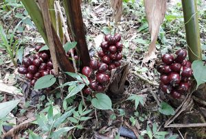 Thứ cây “lạ” ra chùm quả đỏ dưới gốc, dân trồng đổi đời, bán 300.000 đồng/kg