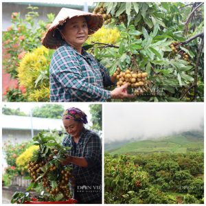Đây là loại cây nhãn giúp nông dân huyện biên giới của Sơn La xây được nhà cao cửa rộng