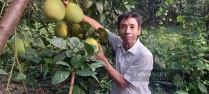 Vườn bưởi đặc sản của ông nông dân Hòa Bình, người được bình chọn là Nông dân Việt Nam xuất sắc 2022