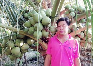 Vườn dừa giống lạ, cây thấp tè đã đeo oằn trái, đẹp như phim đang “gây sốt” ở Sóc Trăng