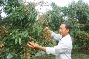 Một người Vĩnh Long đập bỏ lò gạch 1 tỷ, chuyển sang trồng nhãn Ido thành Nông dân Việt Nam xuất sắc 2022