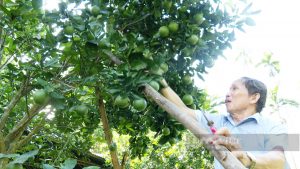 Quảng Nam: Trồng toàn cây ăn quả, lão nông xứ Tiên năm đút túi 100 triệu đồng