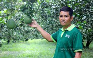 Trai làng Bình Dương “liều” chặt vườn cây của bố mẹ để trồng bưởi da xanh là Nông dân Việt Nam xuất sắc 2022