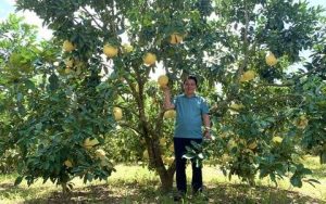 Đem cây đặc sản Hà Tĩnh về trồng ở Quảng Bình, bất ngờ vườn “treo đầy vàng”, nông dân sống khỏe