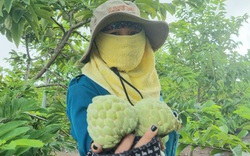 Một năm “bắt” na ra 2 vụ quả, nông dân Ninh Bình “hái” gần 300 triệu đồng/ha