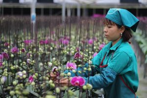 Hà Nội: Giám đốc HTX trồng lan hồ điệp tiết lộ bí quyết cho hoa nở 4 mùa, doanh thu 4-5 tỷ đồng/năm