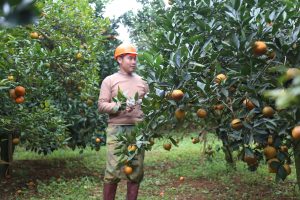 Ứng dụng công nghệ cao, nhiều loại trái cây của tỉnh Hòa Bình bán đắt hàng