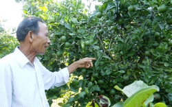 Vợ chồng ông nông dân Quảng Nam đổi đời nhờ trồng vườn cây ăn trái vừa mát vừa đẹp như phim