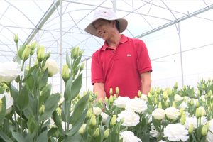 Đây là loài hoa ngoại nhập tên đẹp, dễ trồng, ai nhìn cũng mê giúp nông dân nơi này ở Lâm Đồng phát tài