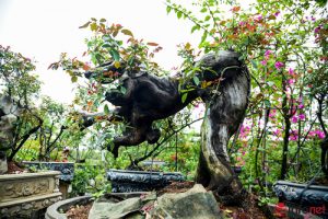 Trồng hoa hồng bonsai, chủ vườn Hà Nội thu về vài triệu đến trăm triệu mỗi cây