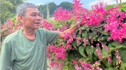 Đường hoa tigon vùng nông thôn mới đẹp mê tơi đang khiến mạng xã hội sốt rần rần ở Hà Tĩnh