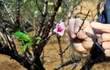 Hoa đào năm nay nở chậm, chủ vườn tư vấn cho khách cách chọn cây ưng ý chơi Tết