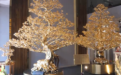 Choáng với thú chơi đại gia Việt: “Săn” cây mai mạ vàng cao 3m giá 5,5 tỷ đồng