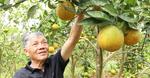 Mê trái cây sạch, lão nông 70 tuổi mất 5 năm gầy dựng vườn cam trĩu quả
