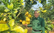 Nông dân này ở Sơn La “đổi đời” nhờ trồng loại quả đặc sản Hà Nội