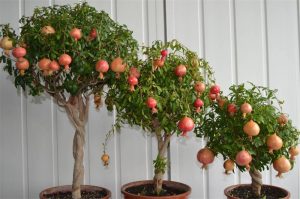 Những cây ăn quả dễ trồng, giúp ngôi nhà luôn tươi mát và thu hút vượng khí