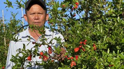 Trồng thứ cây ra quả có hạt như ngọc Ruby ở Lâm Đồng, chỉ bán cành, nông dân này đã thu tiền tỷ