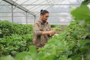 Chuyện người Nhật Bản làm nông nghiệp ở Sơn La: “Chiến binh Samurai” trồng dâu tây Hana trên cao nguyên Mộc Châu (Bài 2)