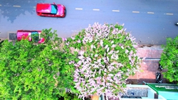 Đây mới là loại hoa đang hot nhất ở một thành phố của Đắk Lắk, dân tình nhiều người “đốn tim”