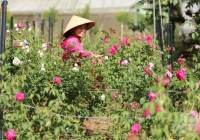 Sản xuất trà hoa hồng hữu cơ, bán 1,5 triệu đồng/kg